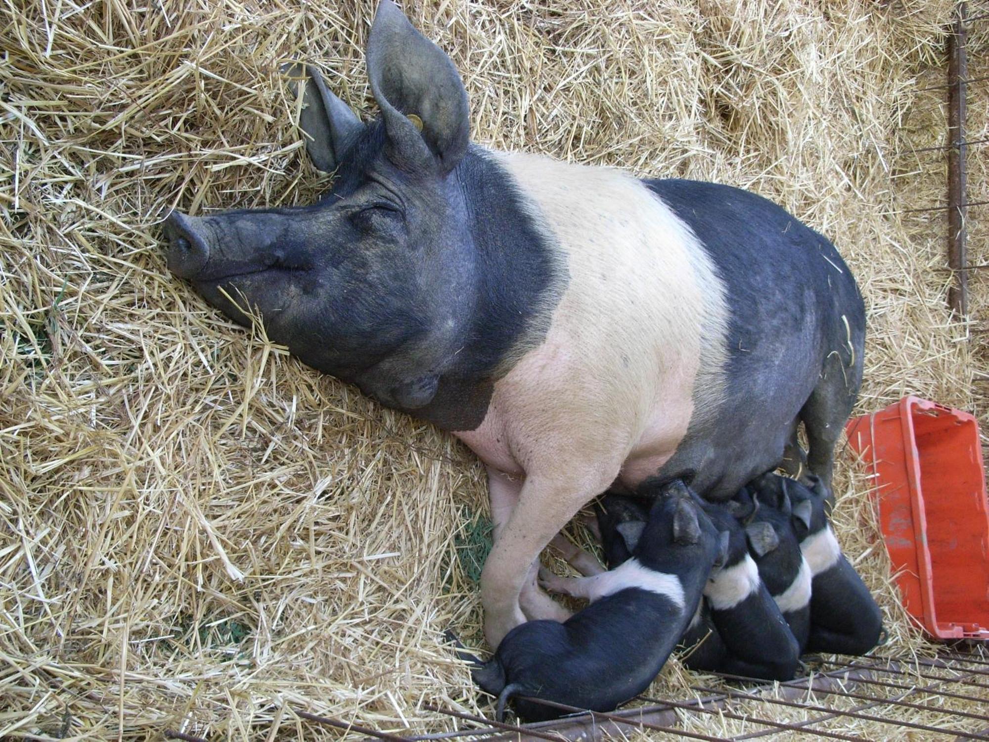 Agriturismo La Pietriccia 끼안챠노테르메 외부 사진