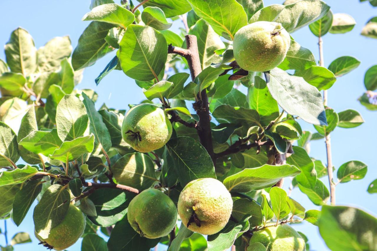 Agriturismo La Pietriccia 끼안챠노테르메 외부 사진